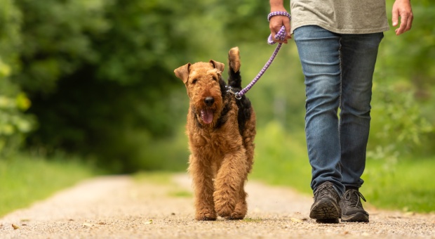 Dog on lead