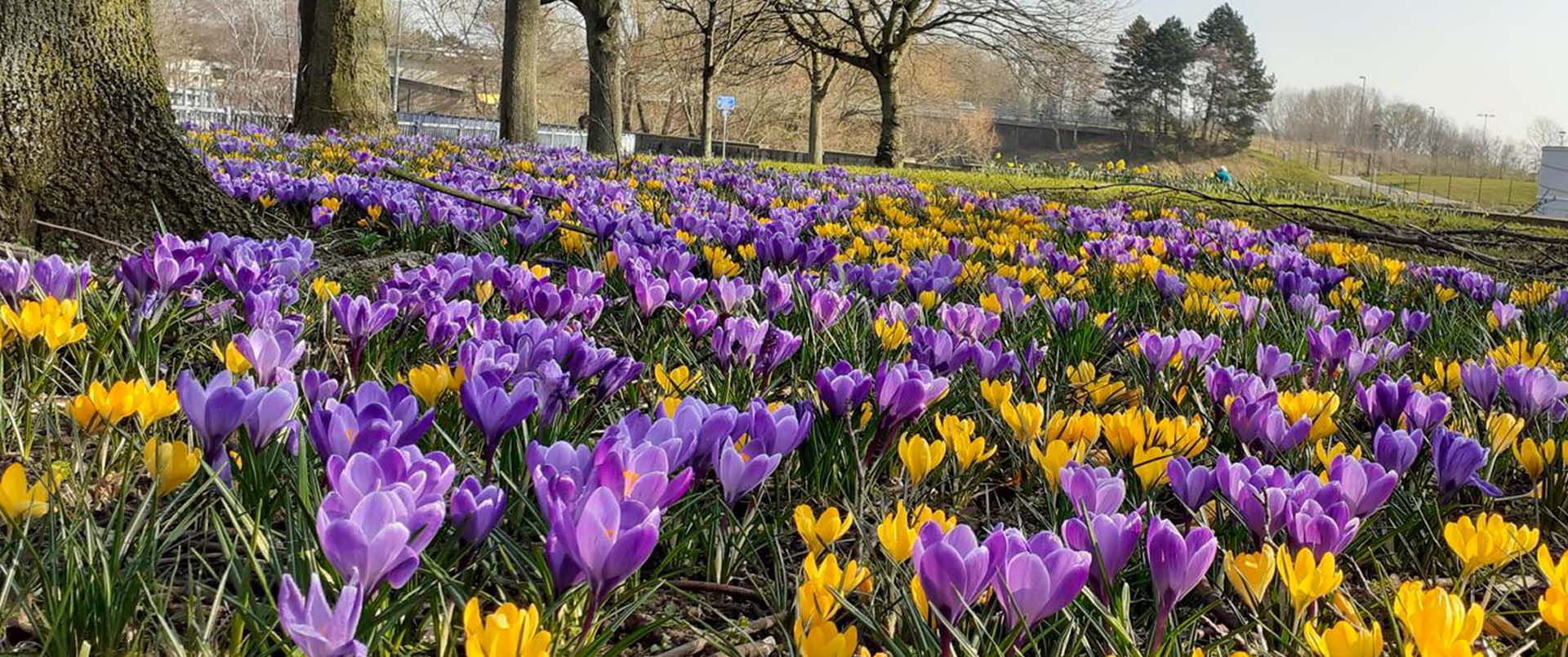 Croci near the pumping station