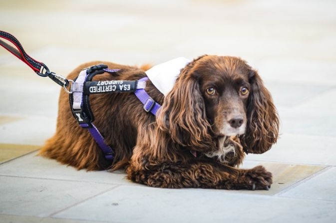 a brown spaniel dog lying on the floor, looking at the camera
