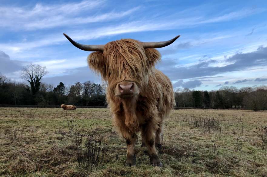 Highland cows in Allestree Park