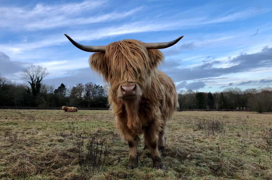 Highland cows in Allestree Park