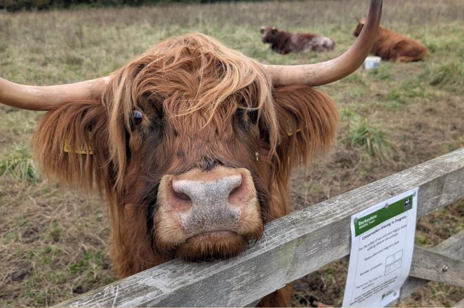 A close up of a Highland cow looking at the camera