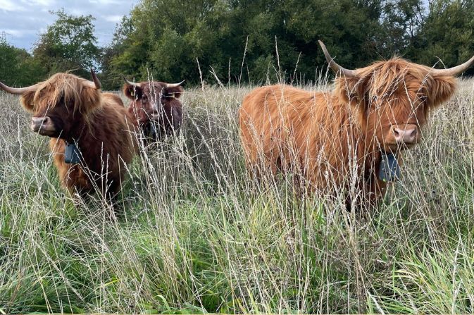 Three cattle pictured grazing in long grass