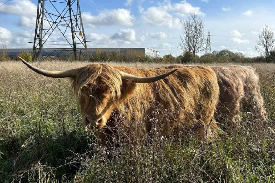 A highland cow in long grass with industrial buildings in the background