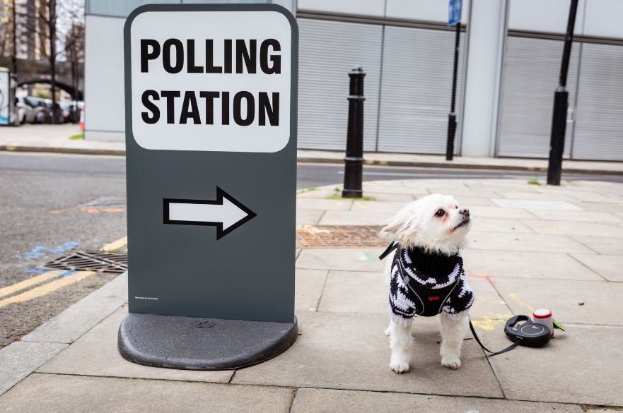 Small white dog next to a polling station sign.