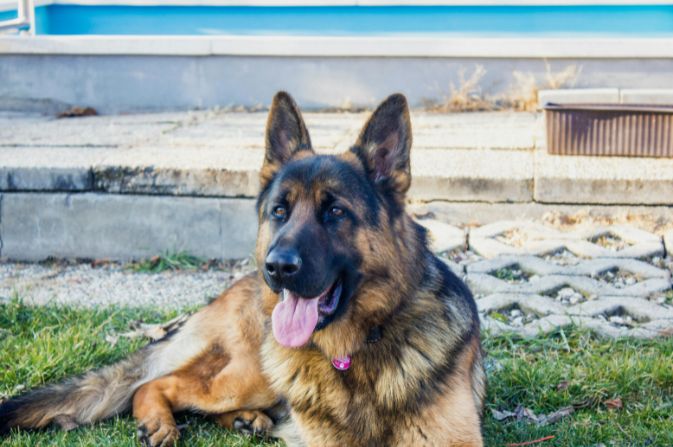 Large German Shepherd dog lying on grass.