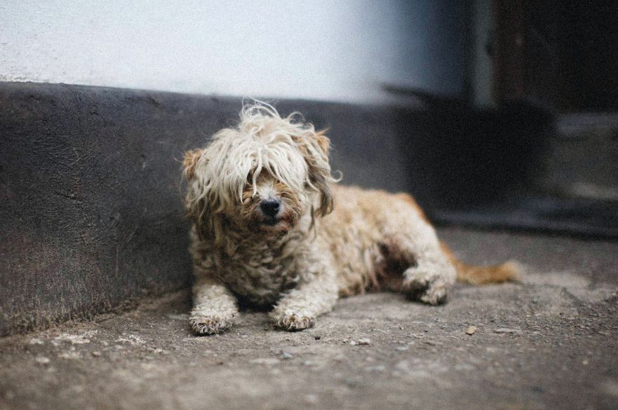 Council hotsell stray dog
