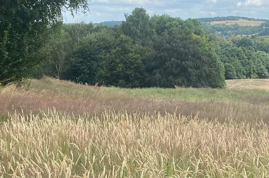 Long grass at Allestree Park July 2023