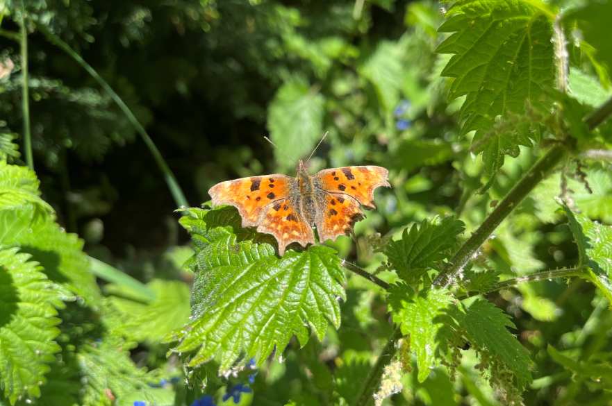 Butterfly on long grass at Allestree Park