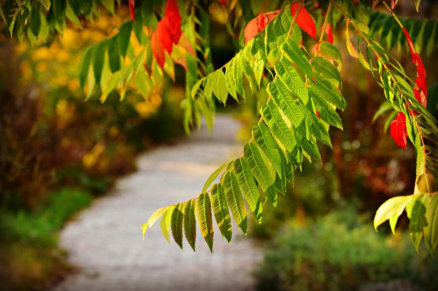 branches, leaves