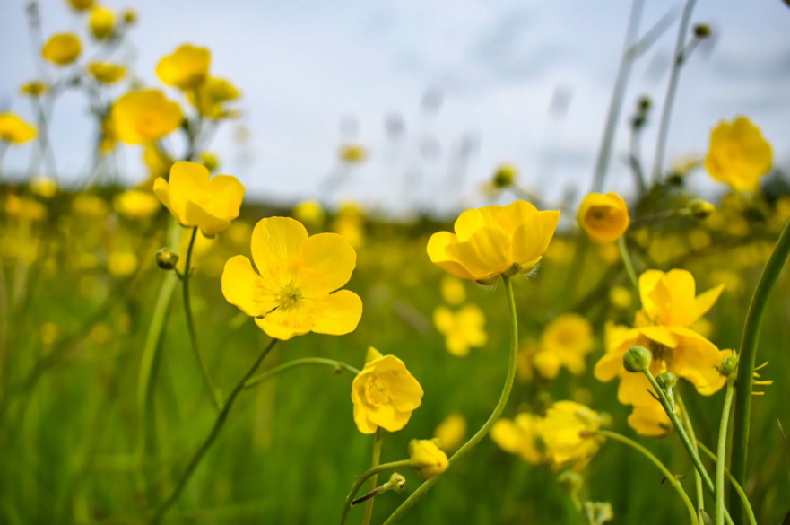 Meadow buttercups