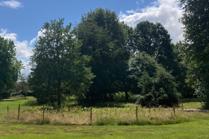 An enclosure of new trees that have been planted in a park, against a backdrop of mature trees