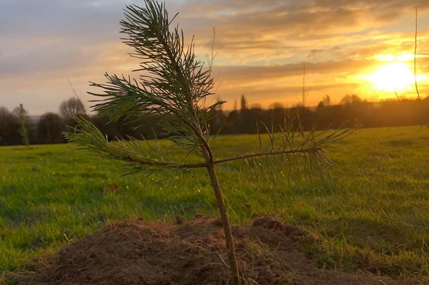 trees planted for queens green canopy