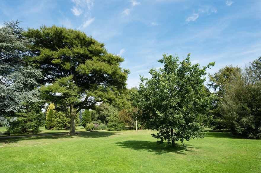 Trees in park