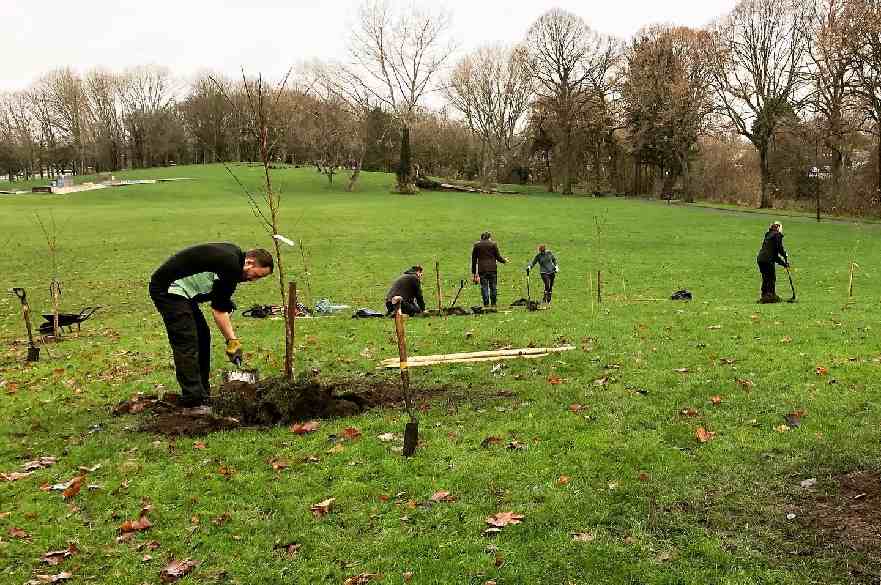 cherry tree planting